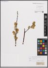 Foto von Salix caprea L.